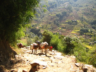 Mountain donkeys