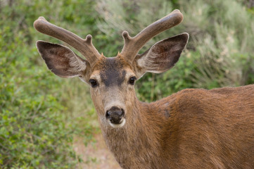Naklejka na ściany i meble Deer at Shastina Lake, CA, USA