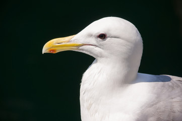 Seagull in Seattle, WA, USA