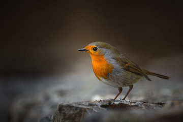 Rouge-gorge
