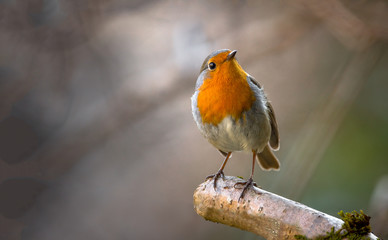 Rouge-gorge perché sur une branche. Grande proximité
