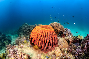 Large barrel sponge on a tropical coral reef