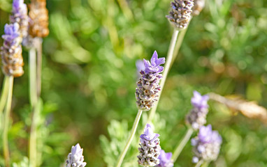 Flores e insectos en jardines de Barcelona