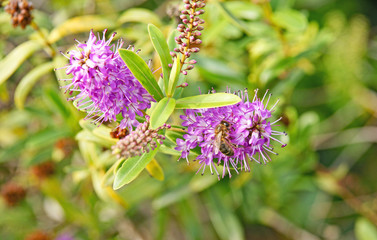 Flores e insectos en jardines de Barcelona
