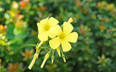 Obraz premium Flores e insectos en jardines de Barcelona