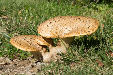 Mushroom at Prairie Flower Campground, Saylorville Reservoir, Polk, IA, USA