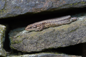 Viviparous Lizard (Zootoca vivipara)/Common Lizard basking on stone wall