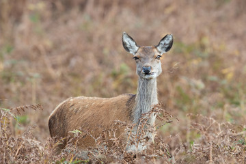 Red Deer Hind (Cervus elaphus)/Red Deer Hind in thick bracken