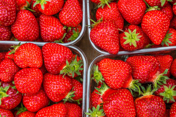 4 punnets of beautiful fresh organic English strawberries, England UK