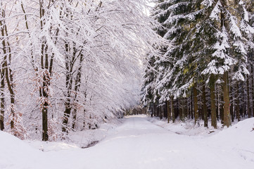 Winter forest in Raeren Belgium