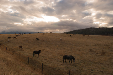 A pasture full of horses in the evening sun.