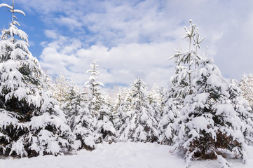 Winter forest in Raeren Belgium