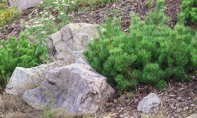 granite stone in the park background