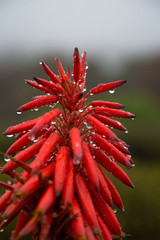 Aloe Flower with Rain Drops