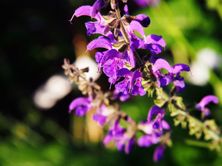 Salvia pratensis - meadow clary, meadow sage  