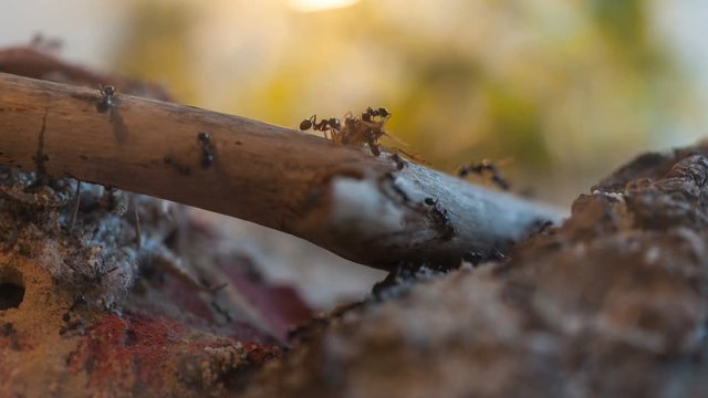 4K Time lapse of Ants feeding wide shot
