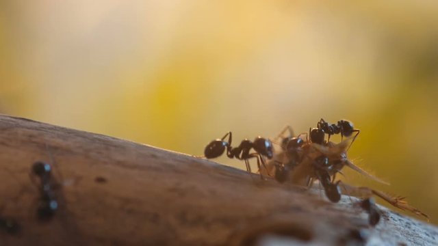 Time lapse of Ants feeding close-up
