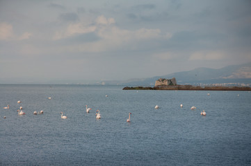 the coast of the flamingos