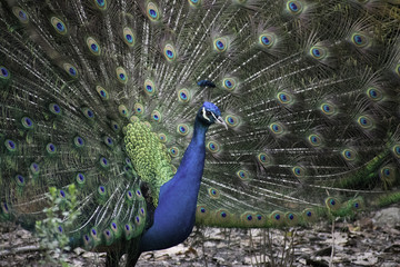 Obraz premium peacock, bird