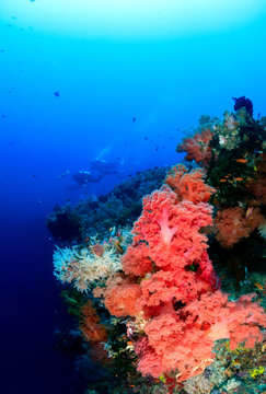 Distant SCUBA divers swim over a deep, colorful coral wall