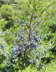 juniper branch with blue berries