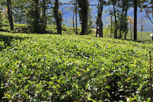 Tea plants at Nuwara Eliya, Sri Lanka