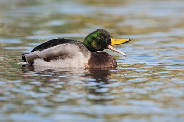 Mallard, Duck, Anas platyrhynchos