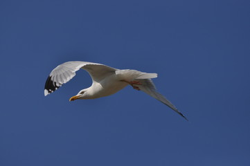 Silbermöwe