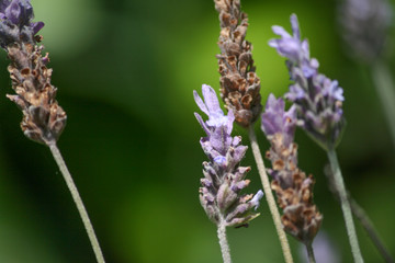 Espliego en flor