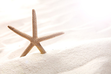 Fototapeta na wymiar starfish on sandy beach, Summer concept