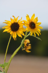 Yellow Sunflowers in the Summer Sunshine