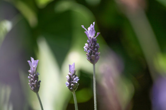 Espliego en flor