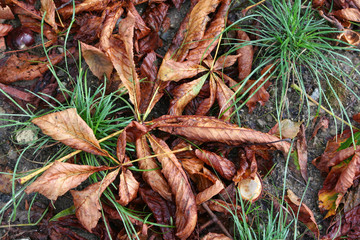 Hojas de otoño