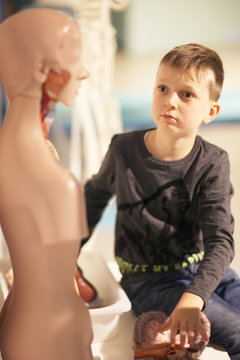 A boy in a museum near the medical mannequin holding caused interest exhibit