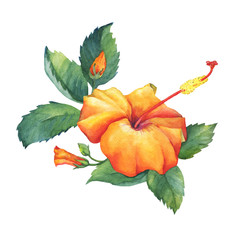Yellow-red Hibiscus flower. Hand drawn watercolor painting on white background.