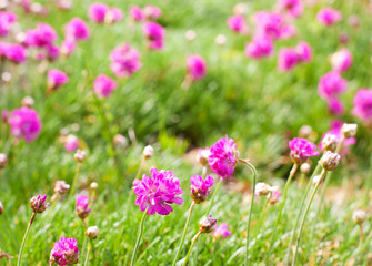 Pink, purple flowers in the green grass.