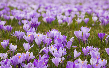 Purple crocuses on a field, Drebach, Saxony, Germany 
