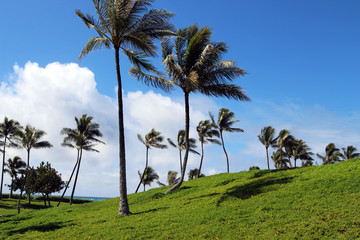 Fototapeta na wymiar Palm trees on the beach at the Ko Olina beach resort, Oahu, Hawaii