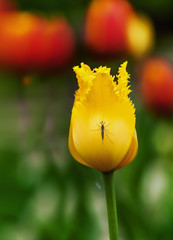 yellow Tulip sitting with a mosquito