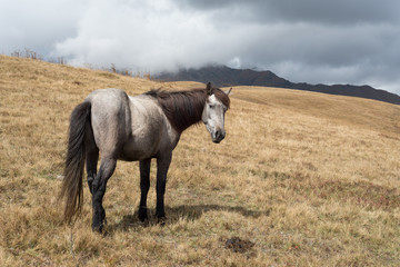 Grey horse in the mountains