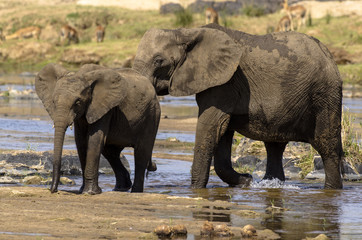 &Eacute;l&eacute;phant d'Afrique, femelle et jeune, Loxodonta africana, Parc national Kruger, Afrique du Sud