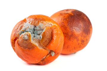 one moldy tangerine isolated on white background