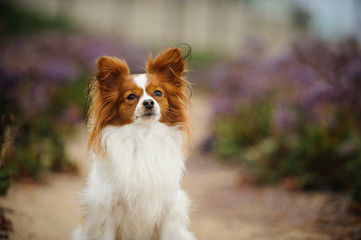 Papillon dog sitting in path of flower field