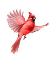 Watercolor Bird Red Northern Cardinal Flying Winter Christmas Hand Painted Greeting Card Illustration isolated on white background