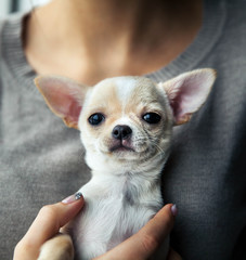 chihuahua puppy in the hands of a girl with a nice manicure.