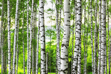 summer in sunny birch forest