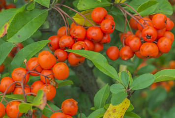 Rowan tree with berries