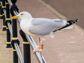 Seagull, Herring Gull, with leg ring tag.