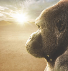 Profile portrait of a silvery back gorilla at dusk © brunogm