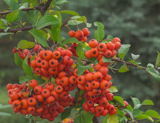 Rowan tree with berries